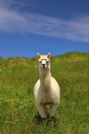 Alan the alpaca