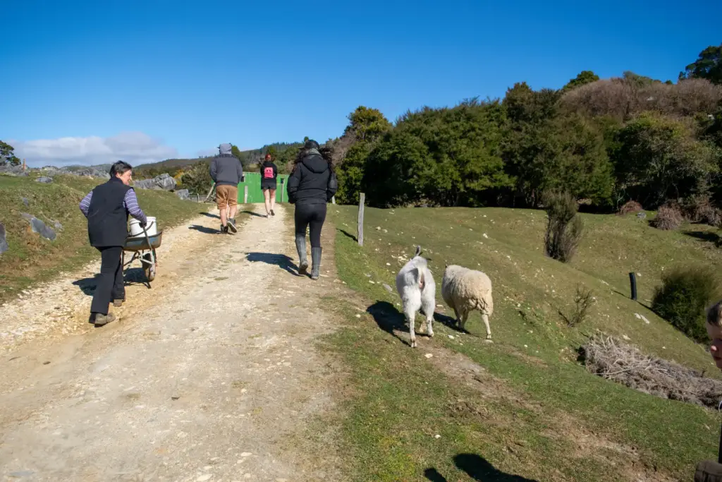 Morning rounds, with the goat and sheep tagging along