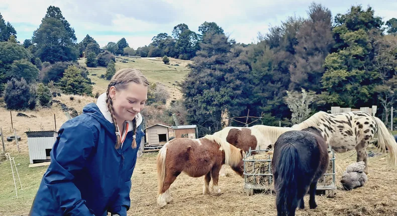 A young volunteer mucking out the paddock beside the ponies